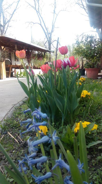 Farm Stay Lackovic Bilje Exterior photo